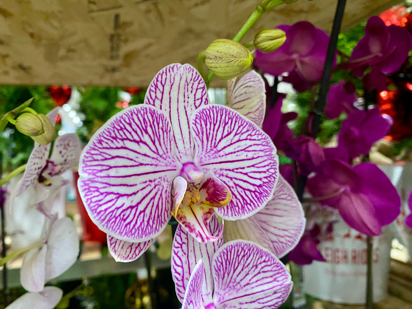 Super Pink Orchid