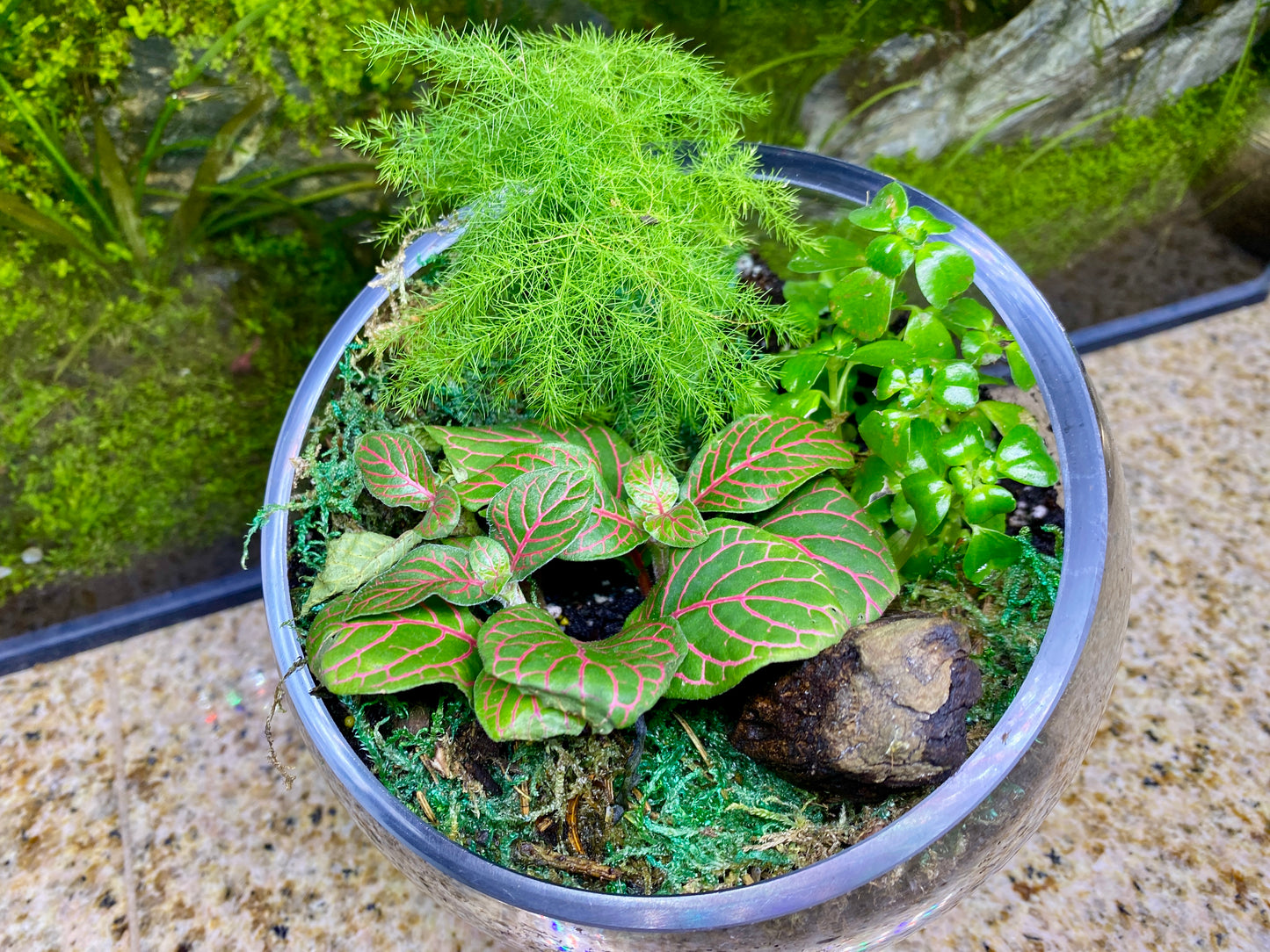 The Emerald Oasis Nature Inspired Terrarium