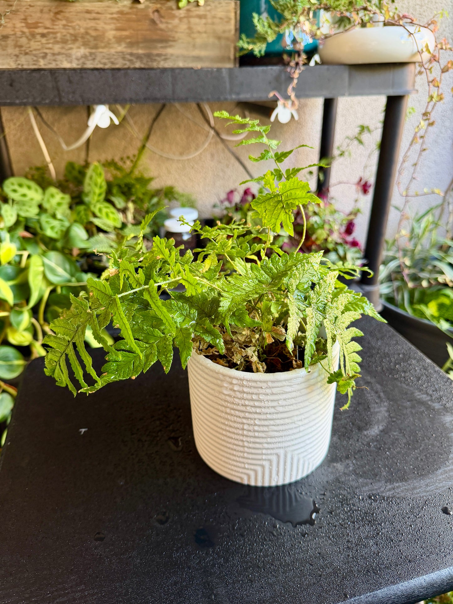 Autumn Fern – Colorful Evergreen Woodland Fern
