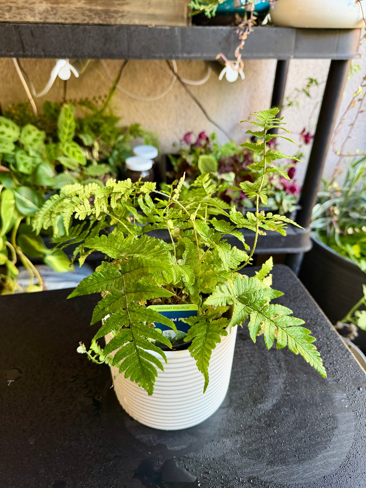 Autumn Fern – Colorful Evergreen Woodland Fern