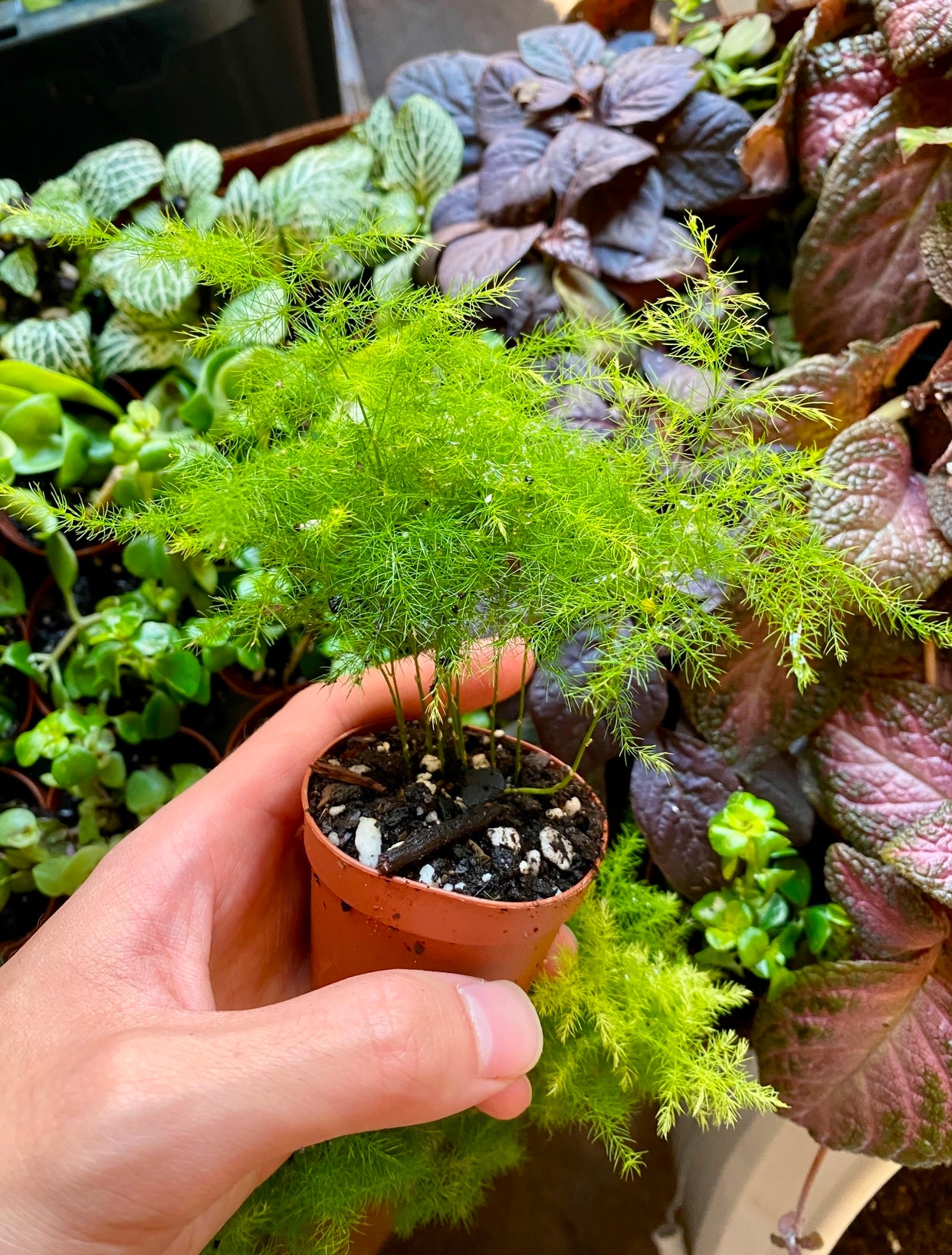 asparagus spp. 'asparagus fern'