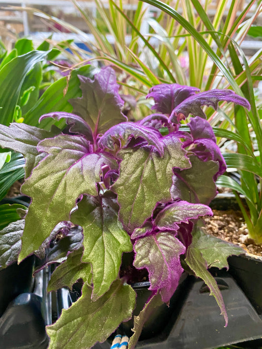 gynura aurantiaca 'purple passion'