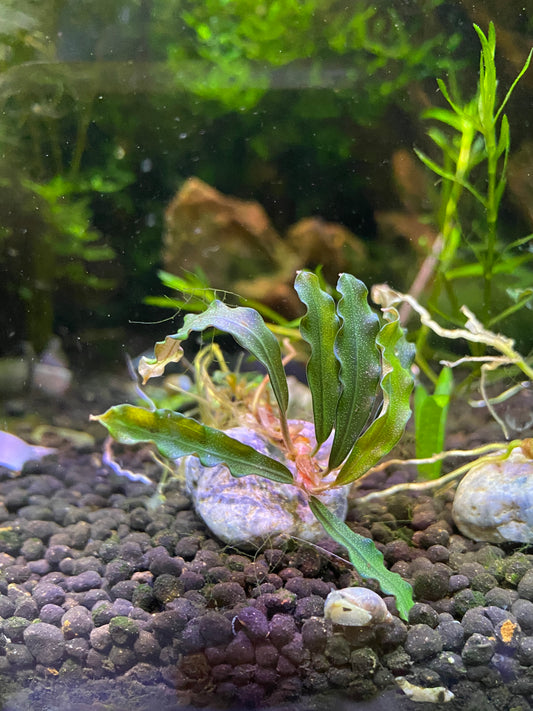 Bucephalandra Godzilla on Rock – Rare Aquatic Plant for Aquascaping