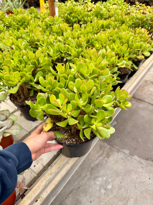 6” Jade Plant – Lucky Succulent Houseplant (Crassula ovata)