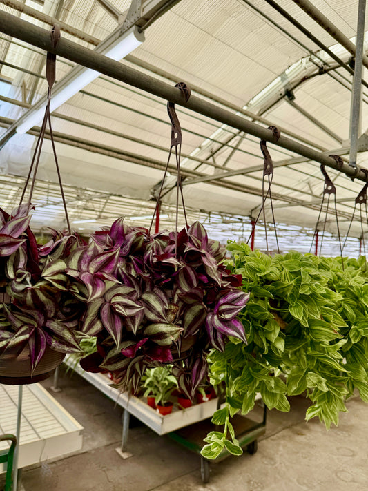 6 in Tradescantia