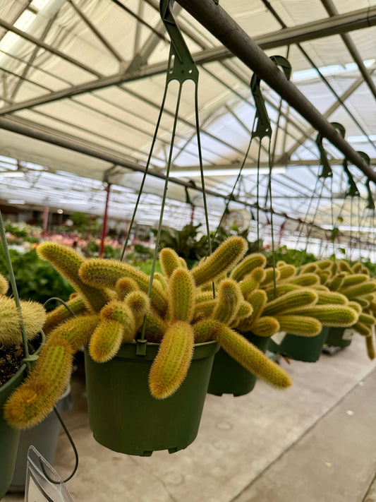 6" Rat Tail Cactus – Live Aporocactus Flagelliformis (Hanging Cactus)