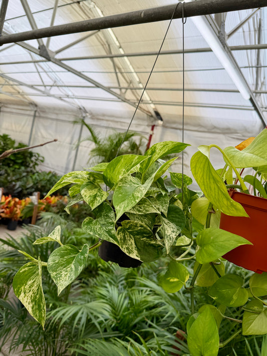 6" Pothos Hanging Basket (Epipremnum aureum) – Easy-Care Trailing Houseplant
