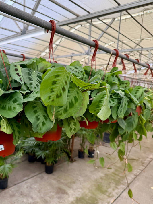 6" Maranta Prayer Plant (Maranta leuconeura) – Tropical Prayer Plant Houseplant