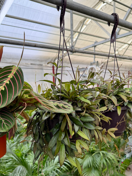6" Premium Hoya Assortment – Live Houseplant Collection