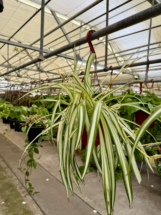 6 in Spider Plant