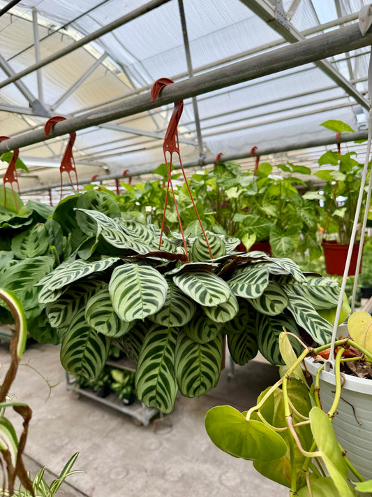 6" Calathea – Decorative Foliage Houseplant