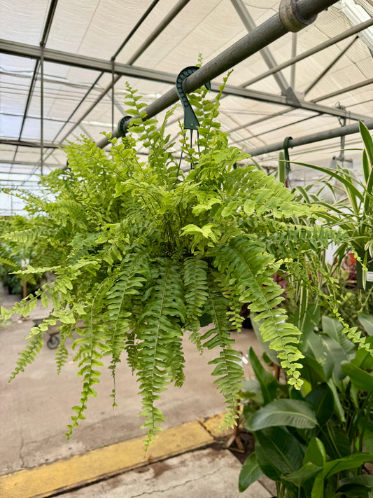 6" Boston Fern (Nephrolepis exaltata) – Lush Air-Purifying Houseplant