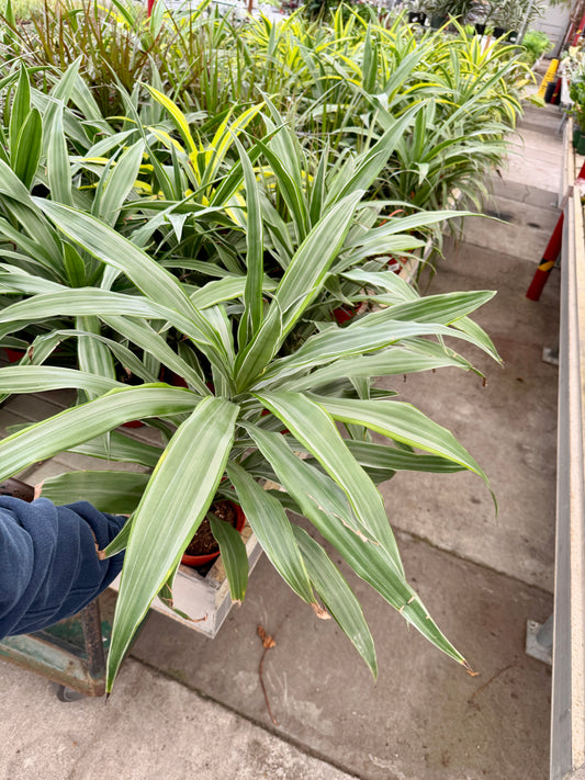 6" Dracaena – Assorted Decorative Foliage Houseplants