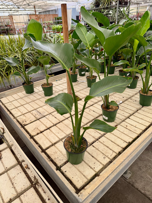 6" Bird of Paradise Plant – Tropical Foliage Houseplant