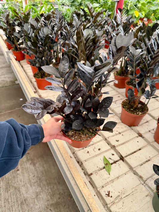 6 in Black ZZ Plant