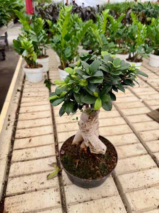 Large Ficus Ginseng Bonsai – Live Indoor Bonsai Tree 22 cm