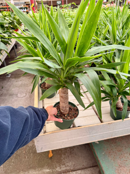 6" Yucca Plant – Live Indoor Yucca Cane (Easy-Care Houseplant)