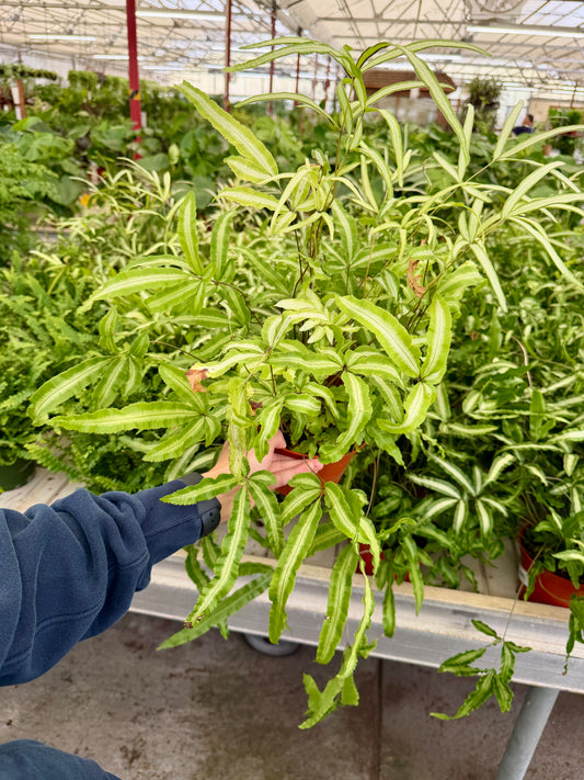 6 in Fern – Assorted