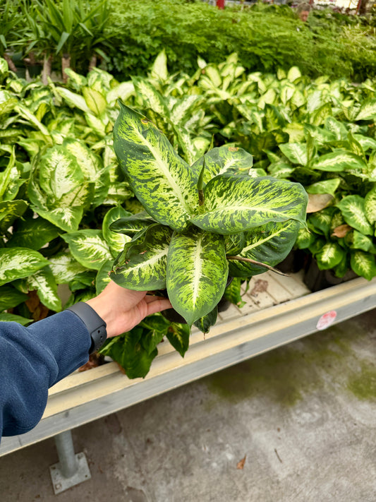 6" Dieffenbachia Grower's Choice – Decorative Foliage Houseplant