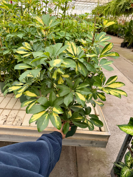 8” Schefflera Arboricola (Dwarf Umbrella Tree) – Full, Lush Indoor Statement Plant