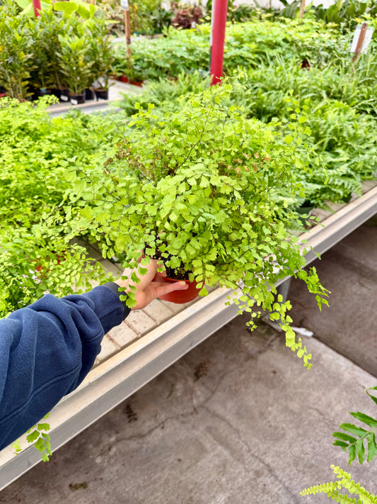 6-Inch Maidenhair Fern – Elegant Live Indoor Houseplant, Lush Green Tropical Foliage