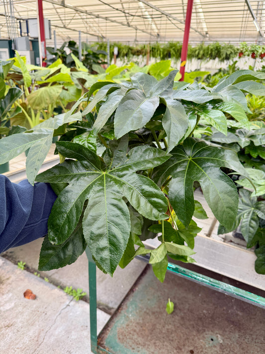6 in Fatsia Japonica (Japanese Aralia)