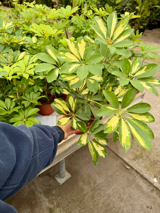 6” Schefflera Arboricola (Dwarf Umbrella Tree) – Easy Care Indoor Foliage Plant