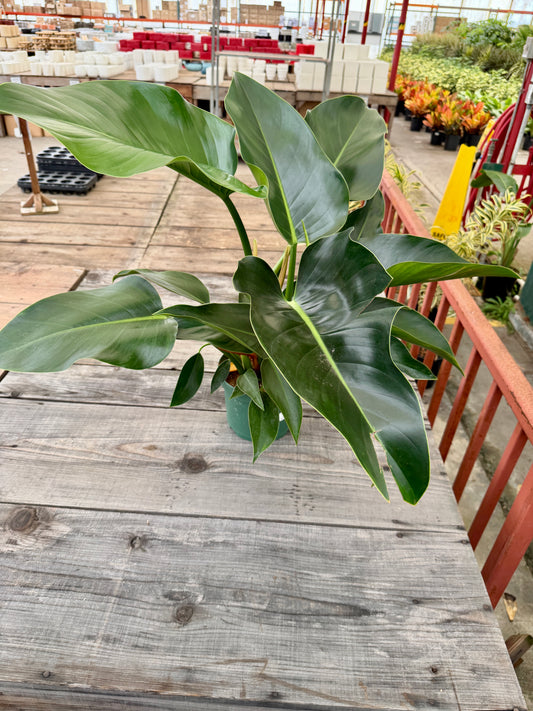 8" Philodendron Assorted – Large Tropical Foliage Houseplant