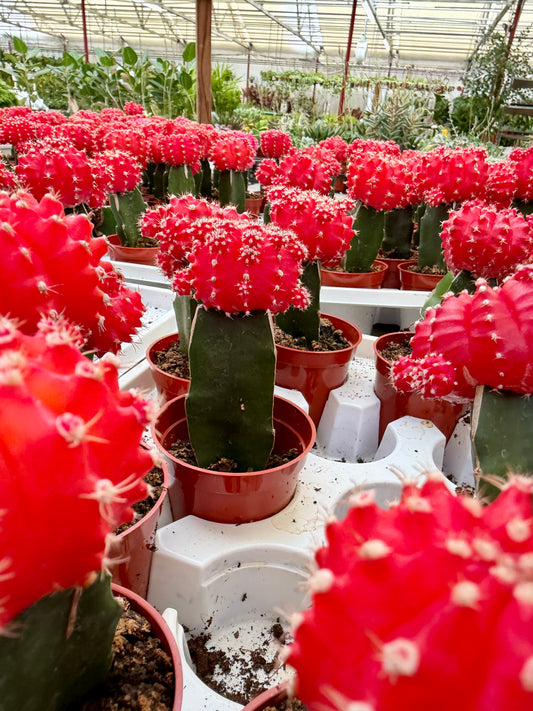 2.5" Grafted Cactus – Live Moon Cactus (Assorted Colors)