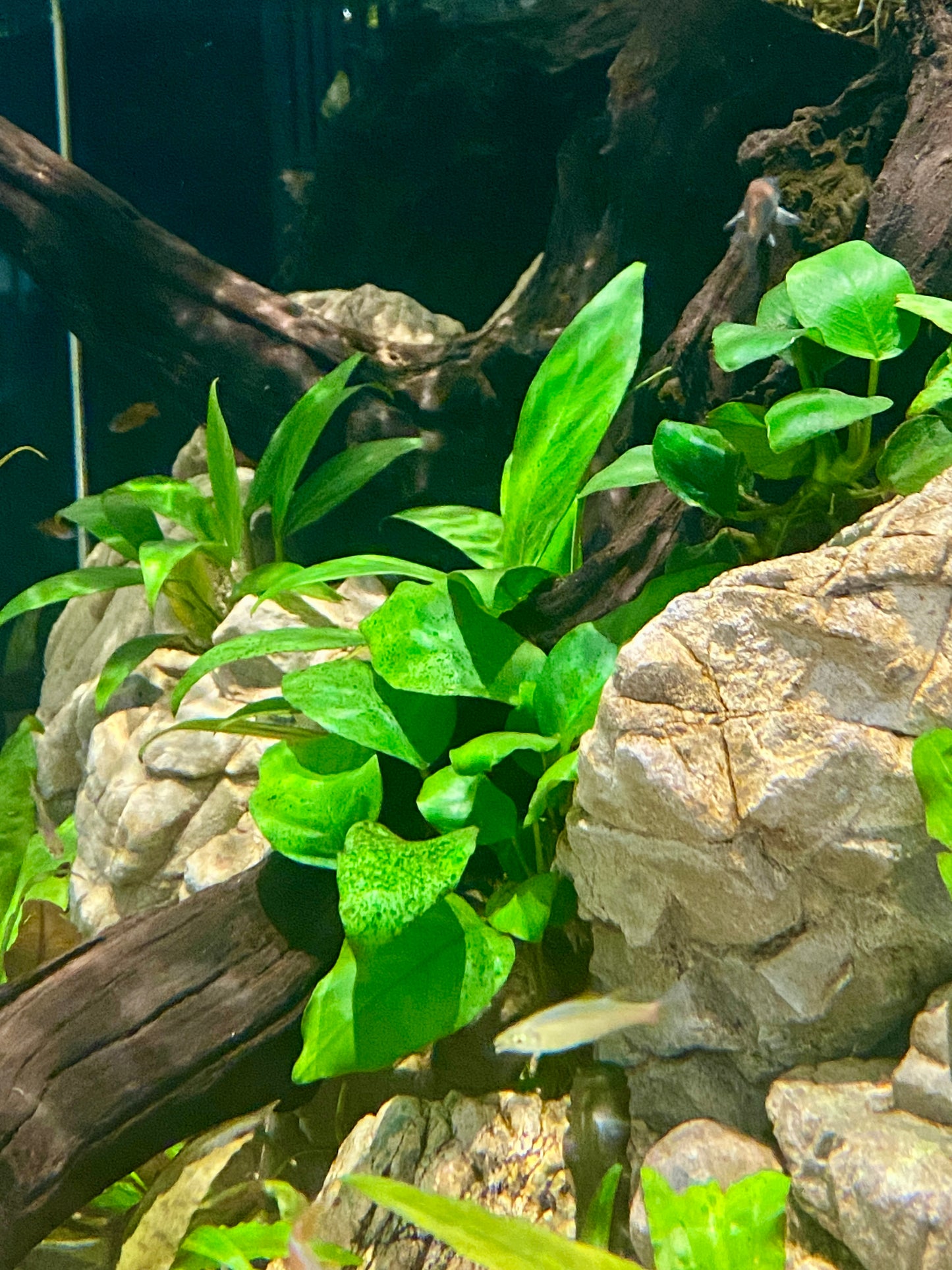 Anubias Barteri