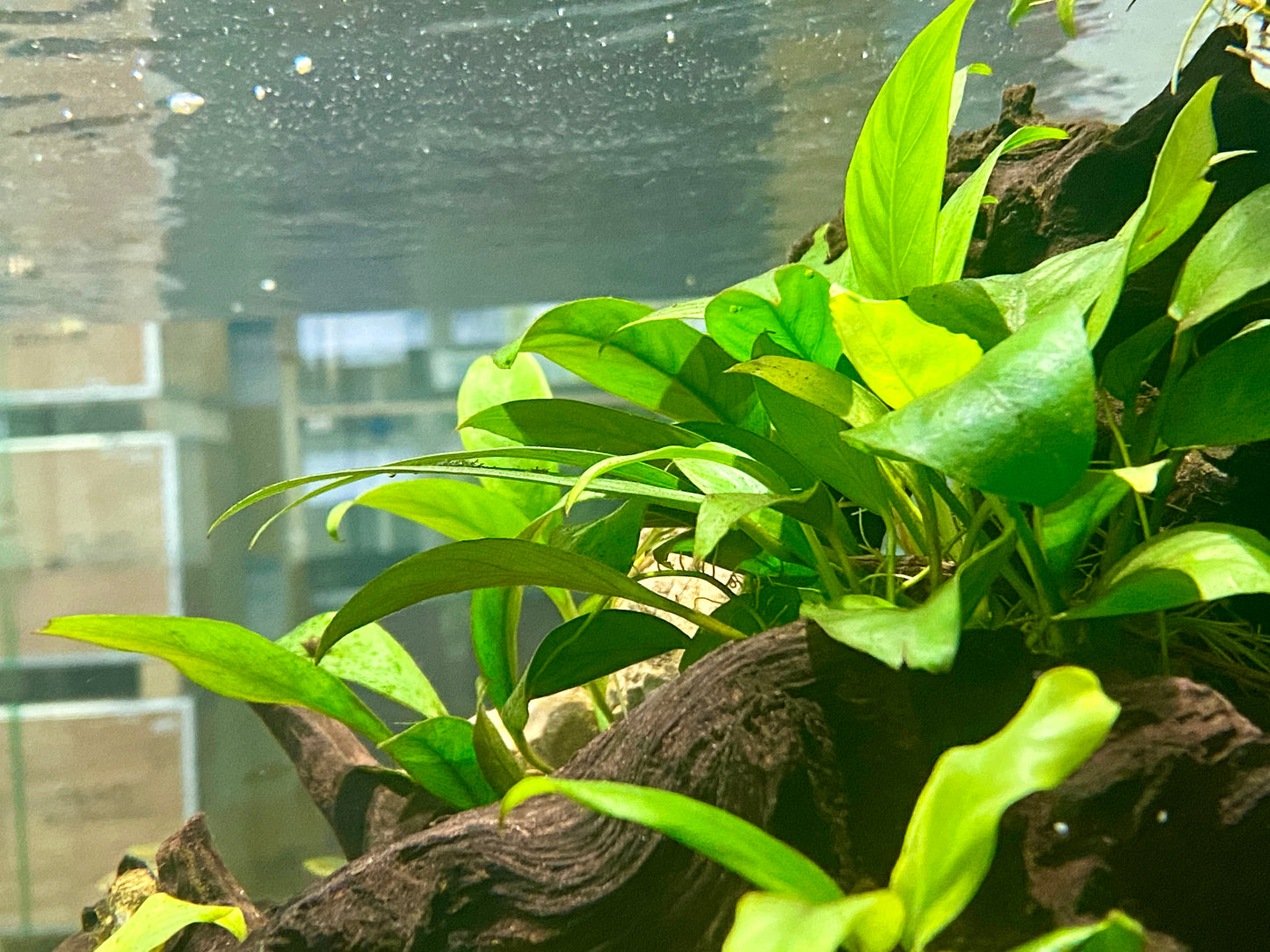 Anubias Nancon