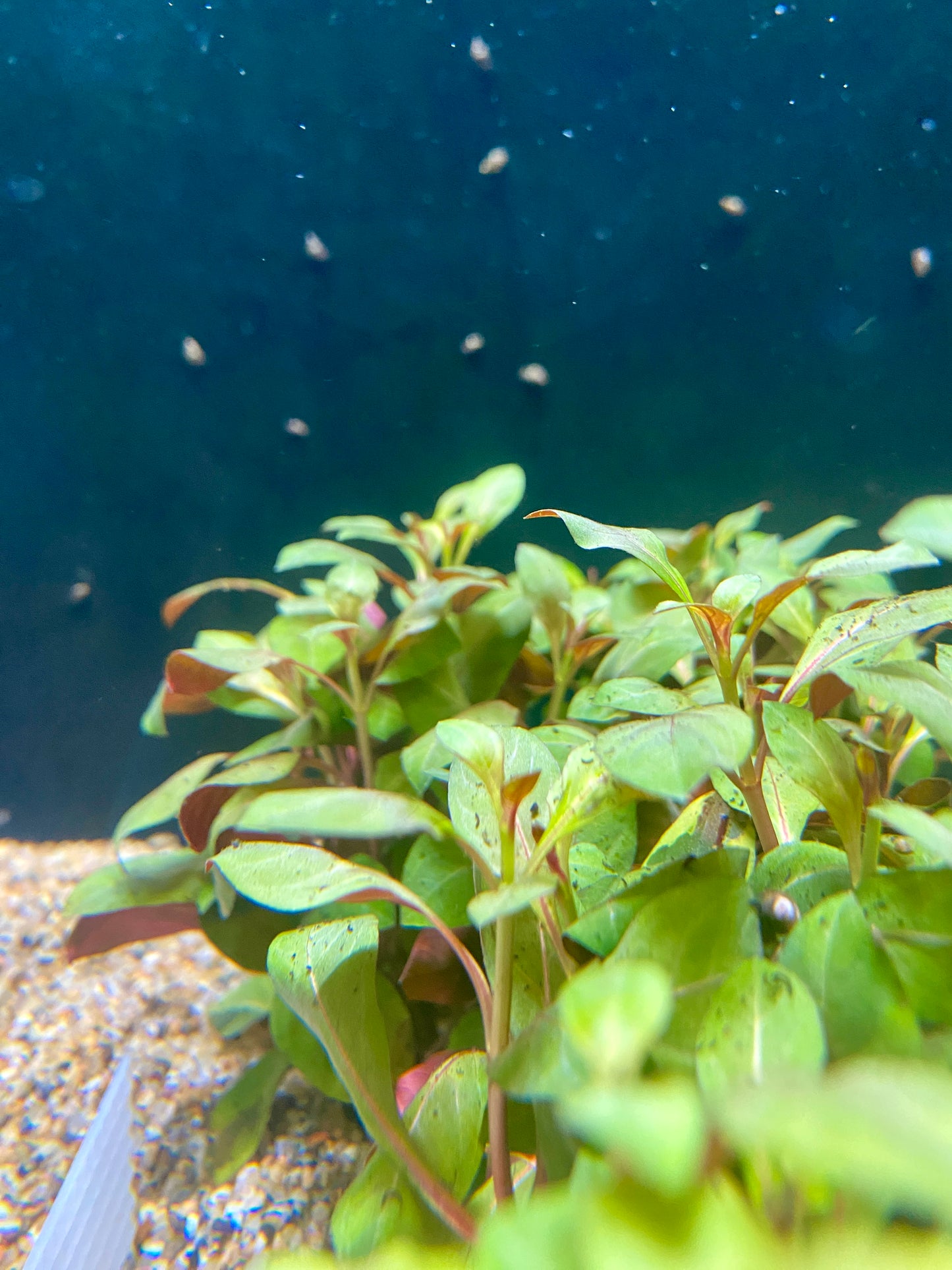 Ludwigia Peruensis Diamond