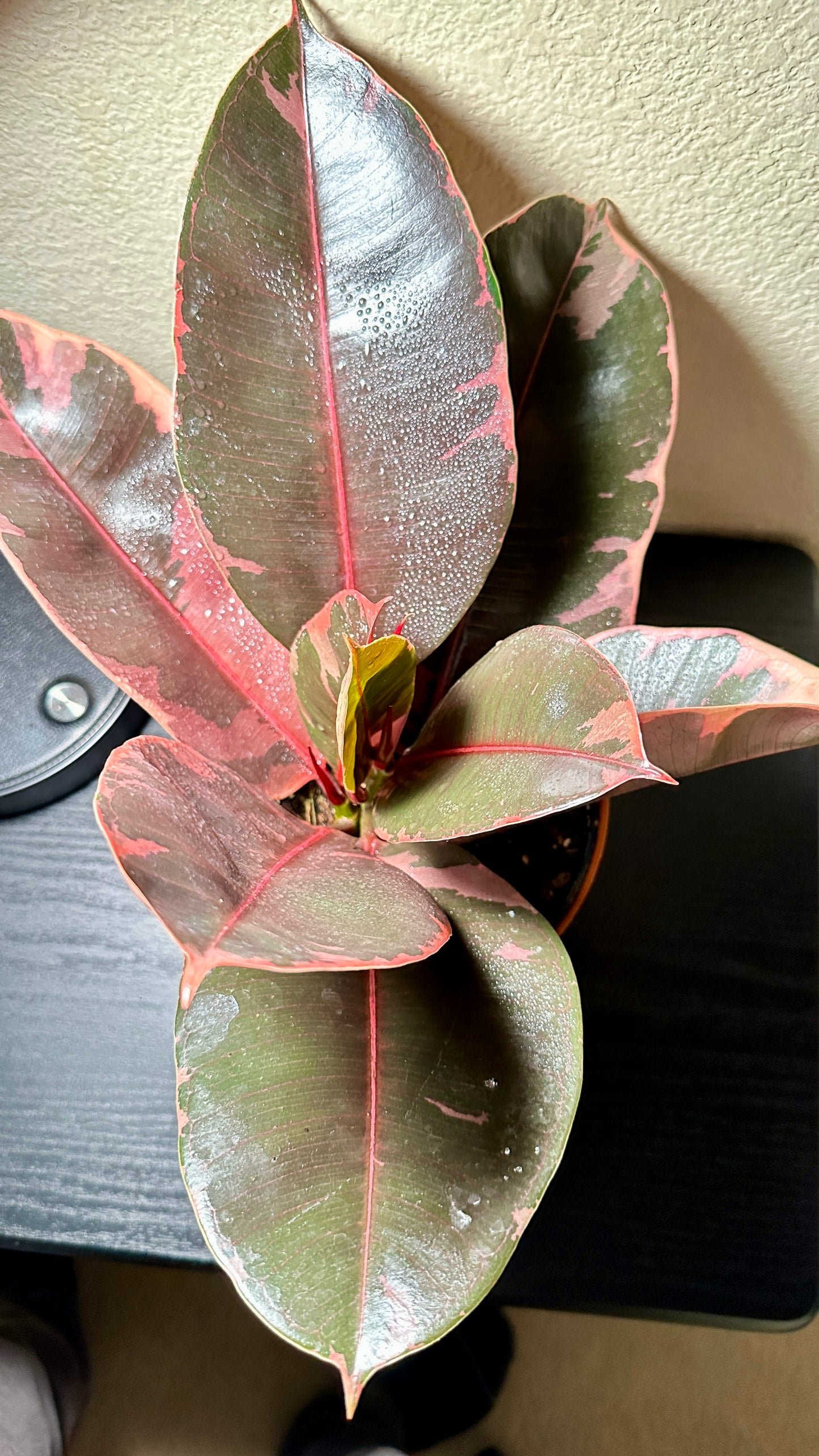 6" Potted Ficus elastica ‘Ruby’ - 2 Stems (Rubber Plant) Live Tropical House Plant