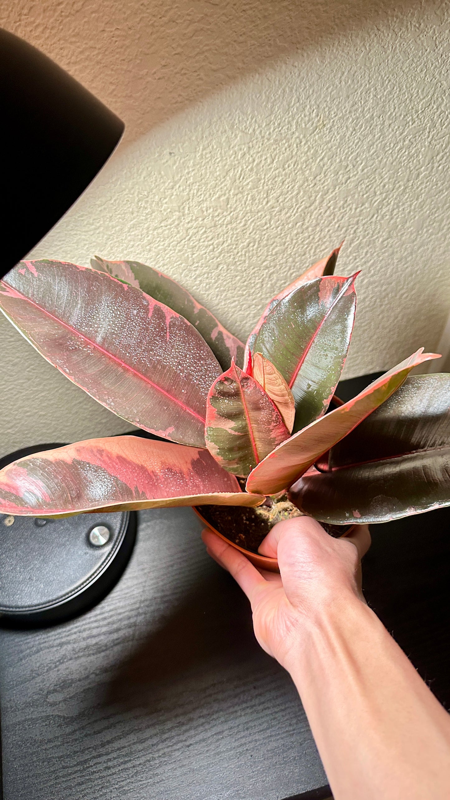 6" Potted Ficus elastica ‘Ruby’ - 2 Stems (Rubber Plant) Live Tropical House Plant