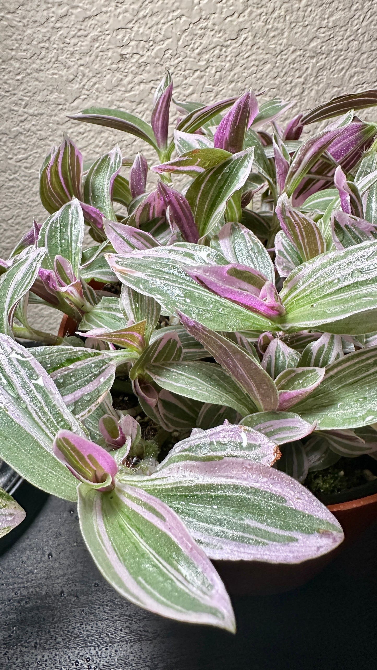 6" Potted Tradescantia 'White cobra/Rosa sunrise' Live Tropical House Plant