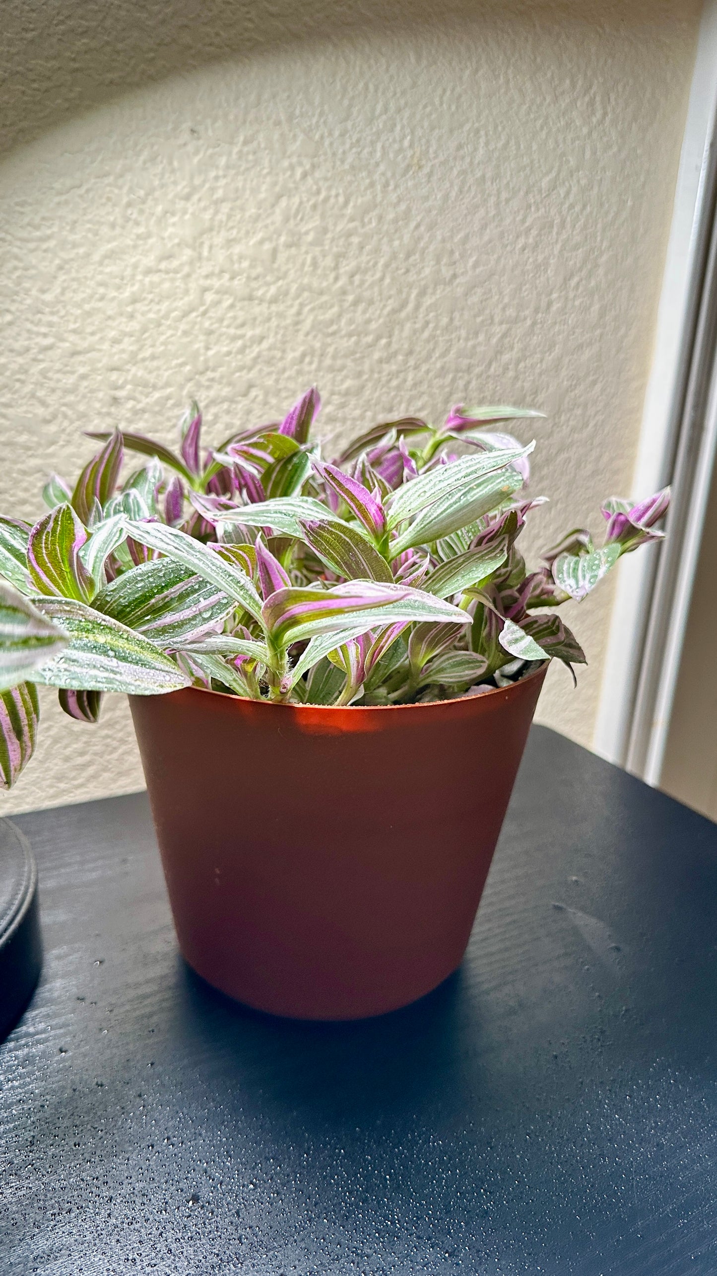 6" Potted Tradescantia 'White cobra/Rosa sunrise' Live Tropical House Plant