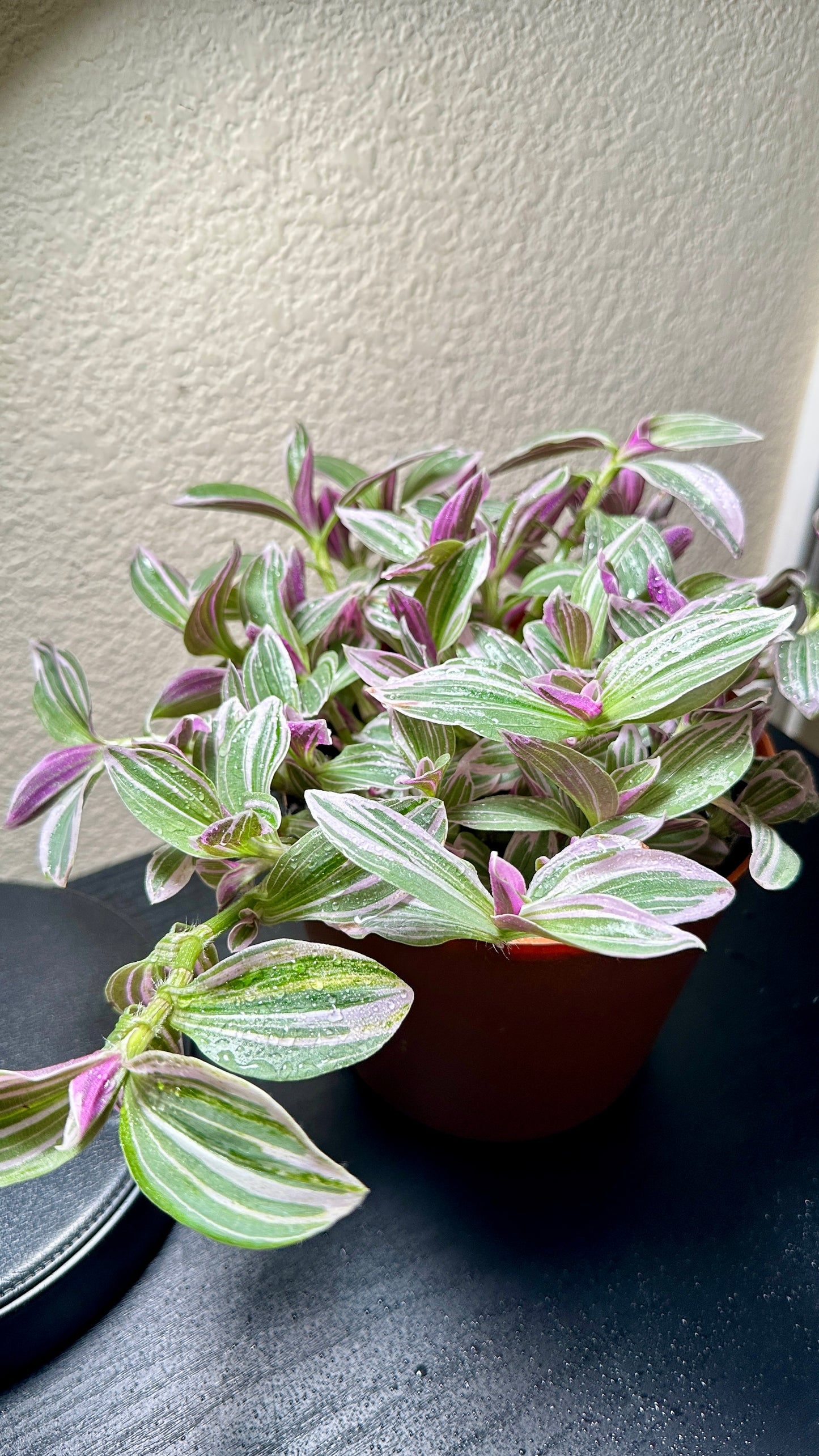 6" Potted Tradescantia 'White cobra/Rosa sunrise' Live Tropical House Plant