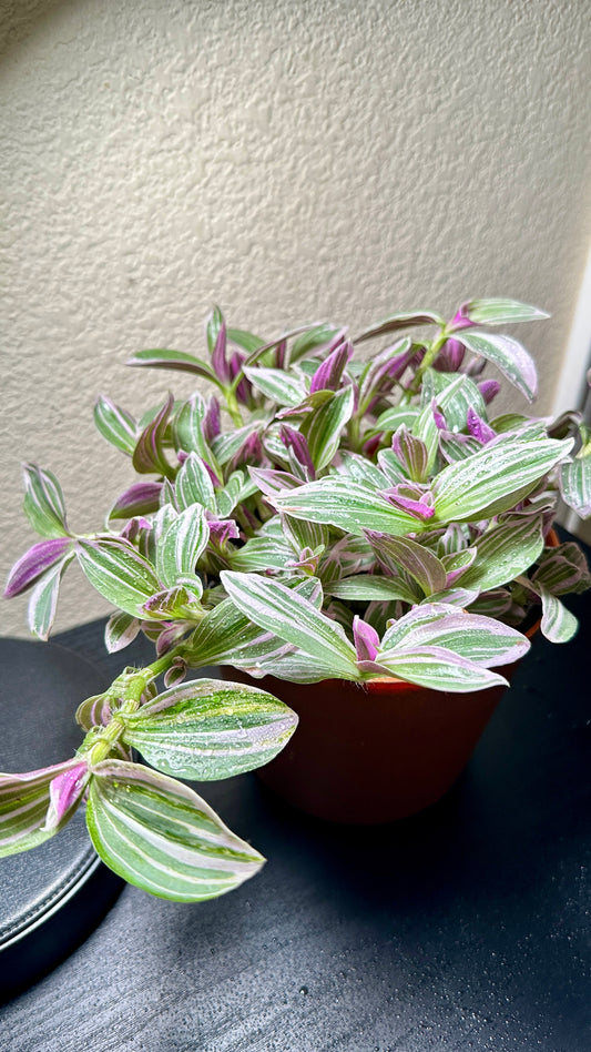 6" Potted Tradescantia 'White cobra/Rosa sunrise' Live Tropical House Plant