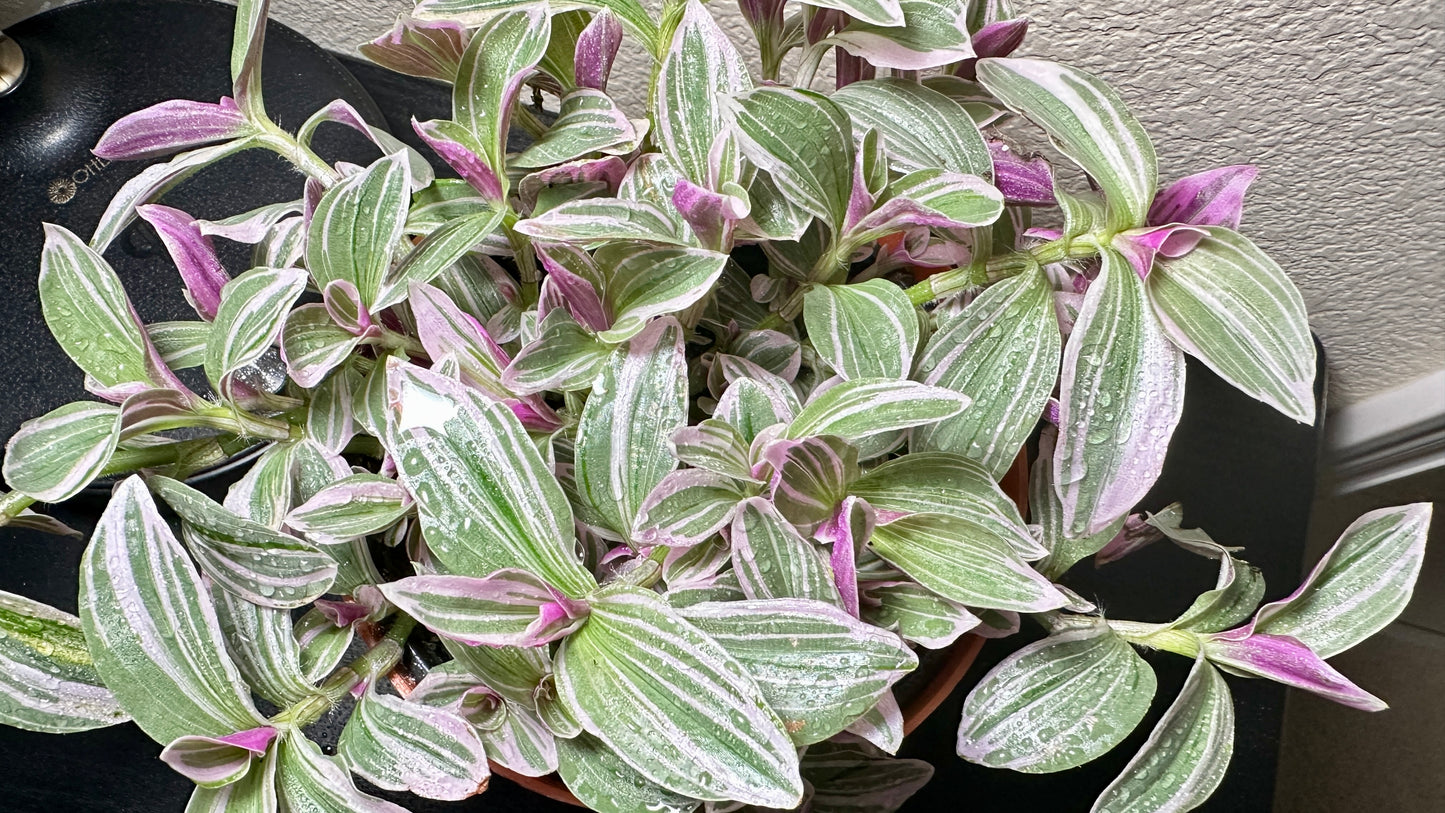 6" Potted Tradescantia 'White cobra/Rosa sunrise' Live Tropical House Plant