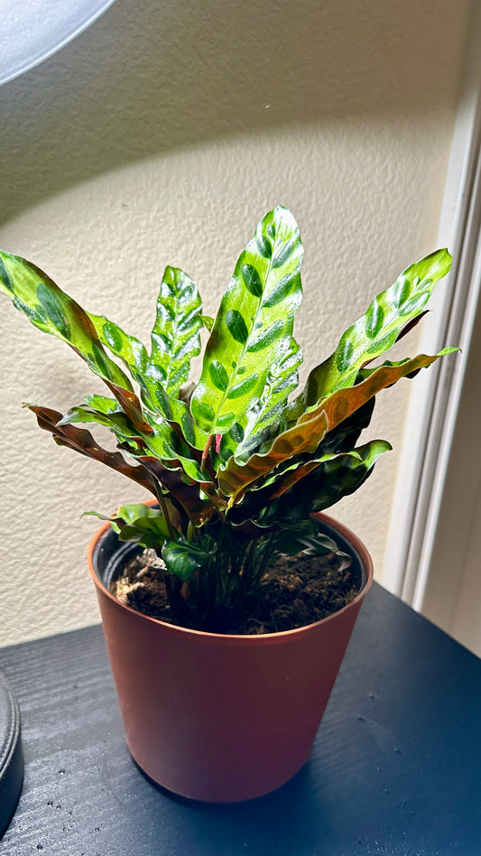 6" Potted RattleSnake Plant (Calathea lancifolia) Live Tropical House Plant