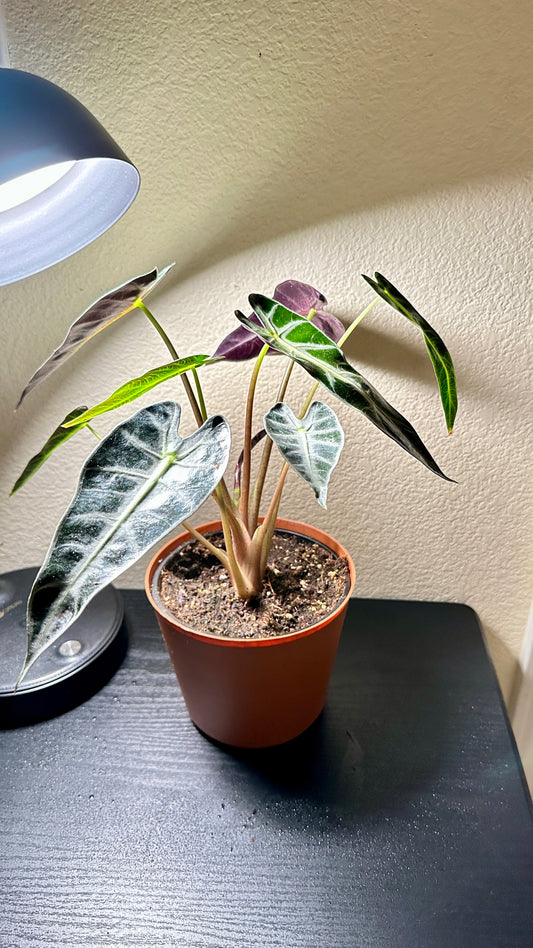 6" Potted Alocasia Bambino (African Mask Plant) Live Tropical House Plant