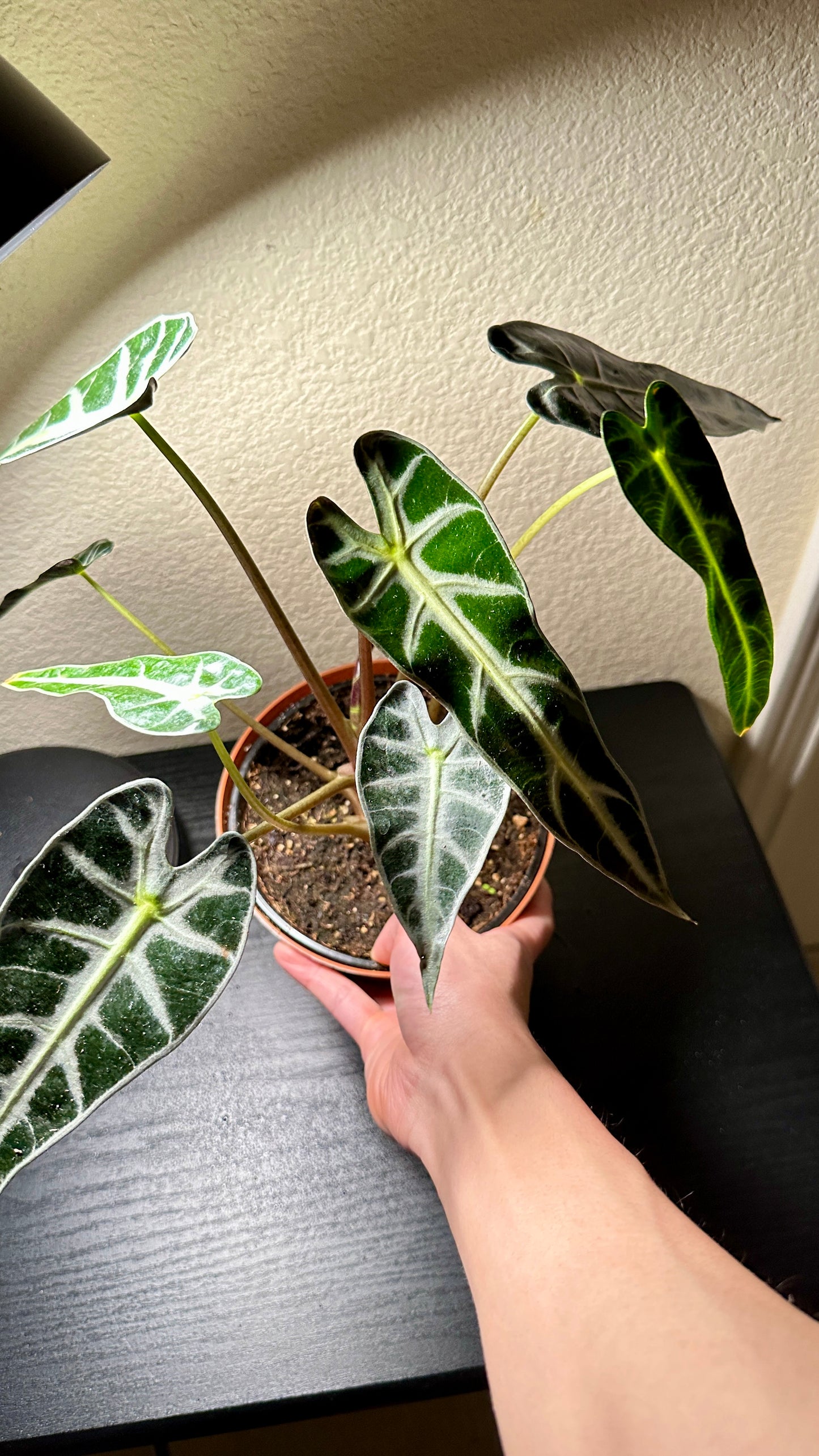 6" Potted Alocasia Bambino (African Mask Plant) Live Tropical House Plant