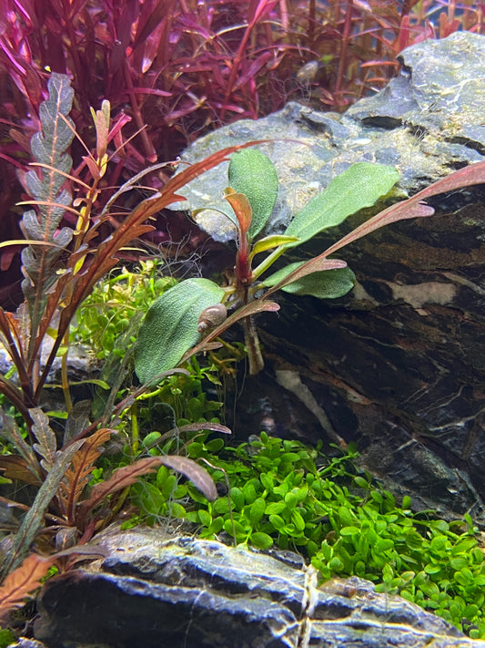 Bucephalandra Brownie – Rare Aquatic Plant for Freshwater Aquascapes