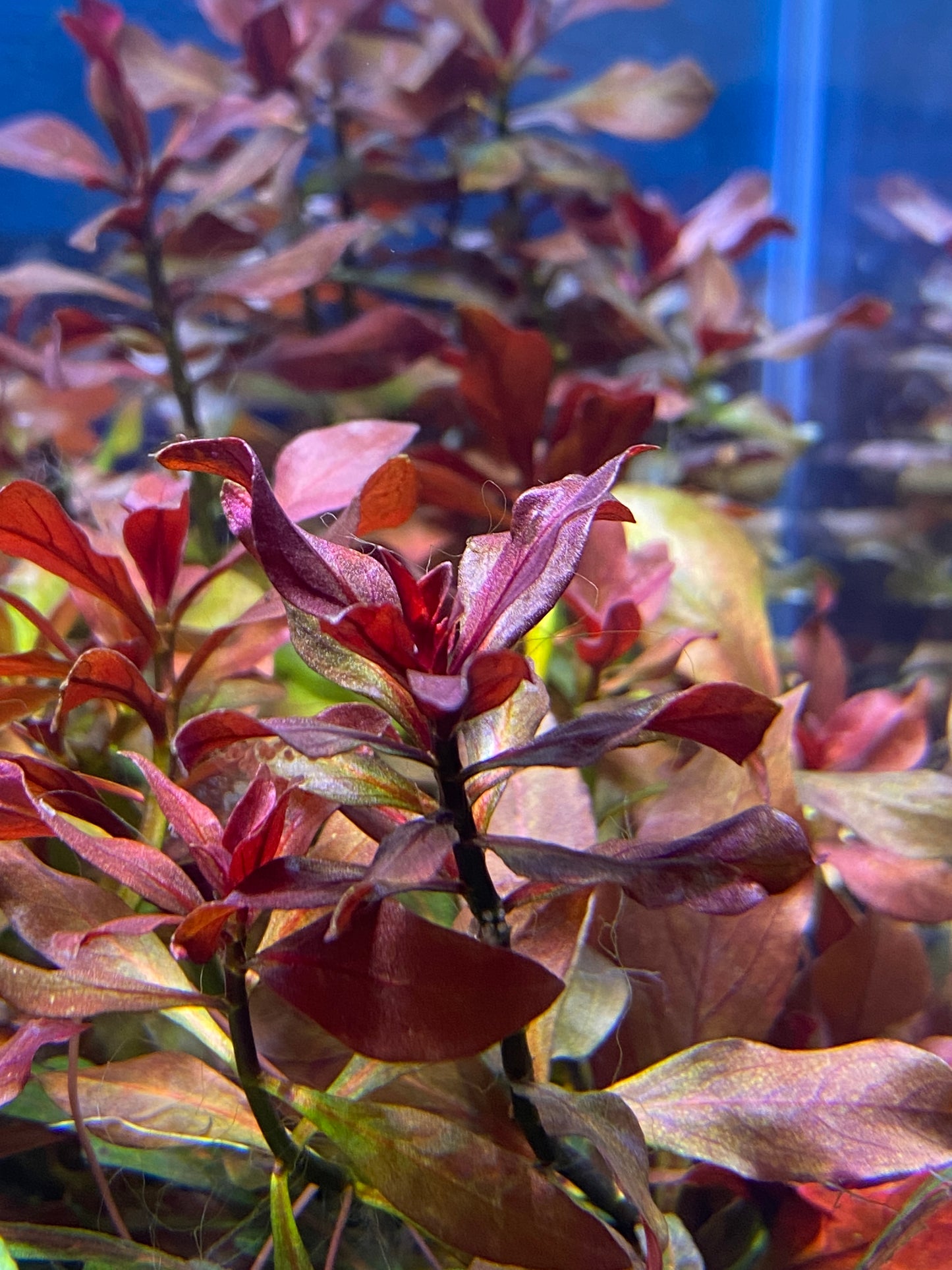 Ludwigia Peruensis Diamond