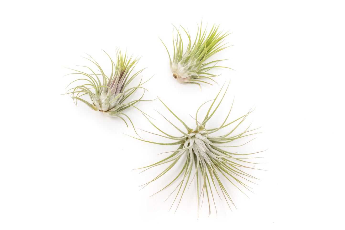 SALE - XL Tillandsia Ionantha Guatemala Air Plants - Set of 10 or 20 - 40% Off