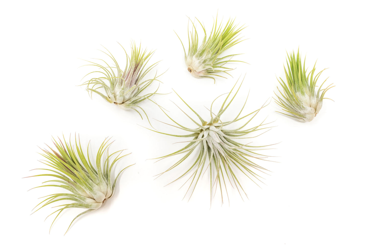 SALE - XL Tillandsia Ionantha Guatemala Air Plants - Set of 10 or 20 - 40% Off