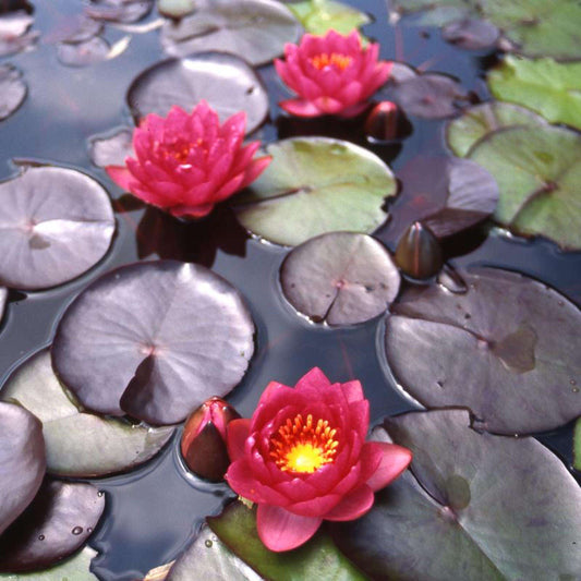 JAMES BRYDON Hardy Water Lily – Live Aquatic Pond Plant