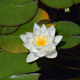 VIRGINIALS Hardy Water Lily – Live Aquatic Pond Plant