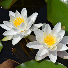 DOROTHA WHITE Hardy Water Lily – Live Aquatic Pond Plant