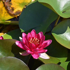 PERRY'S BABY RED Hardy Water Lily – Live Aquatic Pond Plant